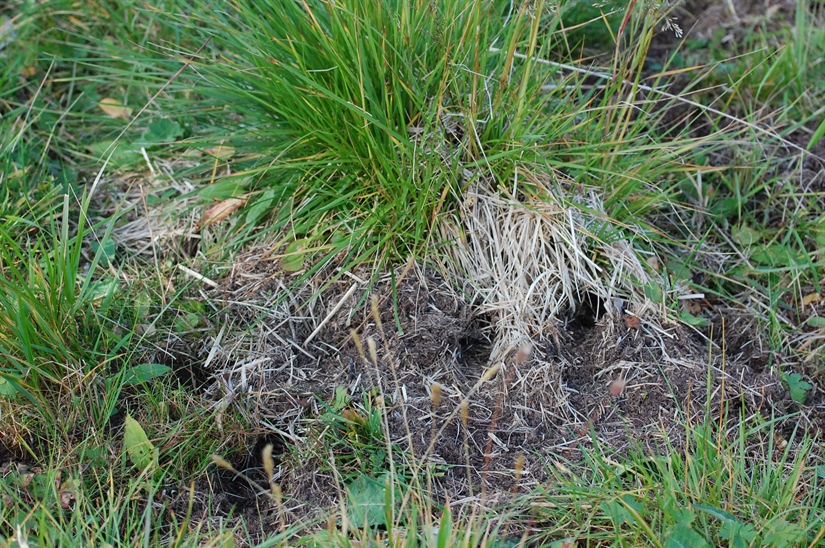 Rodent-plant interactions are temporally variable 